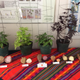 Different varieties of sweet potato on display at the International Potato Center in Lima, Peru.